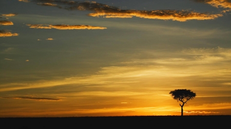 serene tree - nature, fun, cool, sunset, field