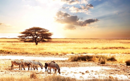 zebras at sunset - animals, cool, zebras, fun, sunset, nature