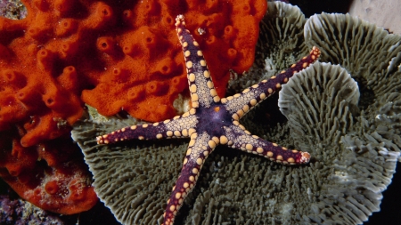 coral reef starfish - starfish, coral, reef, marine