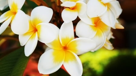 frangipani - plant, frangipani, grass, flower