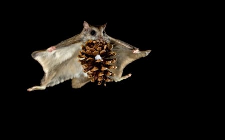 siberian flying squirrel - animal, flying, squirrel, siberian