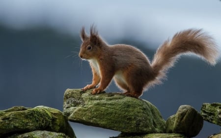 squirrel - rodent, stone, animal, squirrel