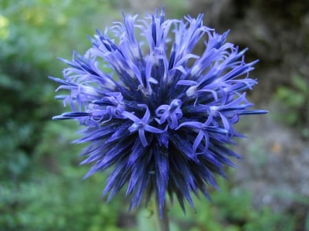 Weird flower - water, blue, serbia, weird, flower, leaves, river, waterfall, picture, green, fortress, leaf