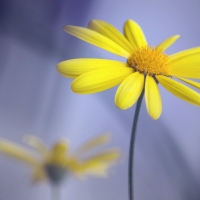 The yellow flower with stem