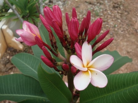 Plumeria - leaves, blossom, buds, petals