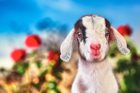 Goat - mammals, cute, goat, animal