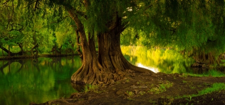 Tranquil pond - greenery, pond, beautiful, tranquil, reflection, tree, mirror, serenity, lake, peaceful, park