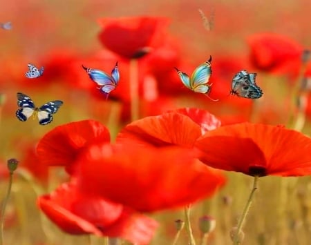 Above the poppies - flowers, red, butterflies, poppies