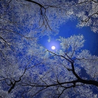 moon and trees