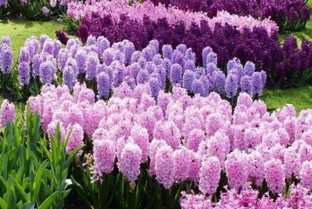 hyacinths - spring, pink, hyacinths, grass