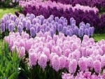 hyacinths