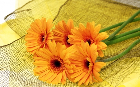 Yellow Gerbers - flowers, daisie, yellow, orange