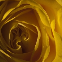 yellow rose