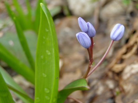 Flower - earth, Flower, nature, leaves