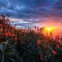 Coastal Flowers