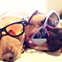 Cool Dogs