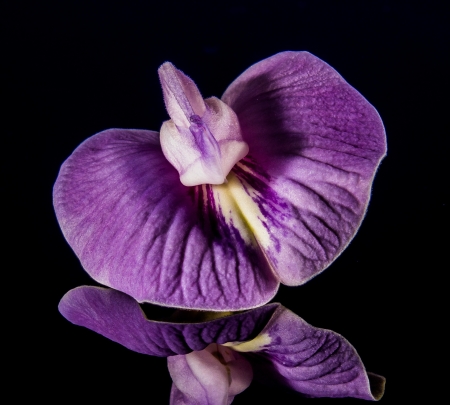 Purple orchid - purple, reflection, flower, orchid