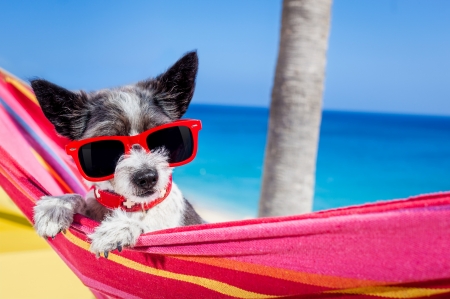 Have a sunny day! - blue, beach, hammock, sea, dog, animal, funny, red, cute, caine, puppy, vara, sunglasses