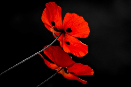 Poppy - reflection, red, black, poppy, mac, flower