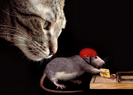 Still in danger - red, pisica, animal, funny, cheese, black, cat, mouse