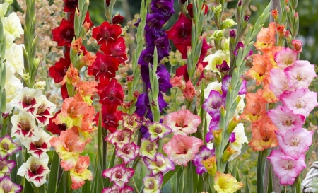 gladioli - flowers, august, summer, gladioli