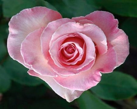 I love roses - rose, flower, pink, heart