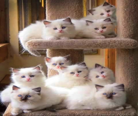 Move over - white, cute, shelves, cats