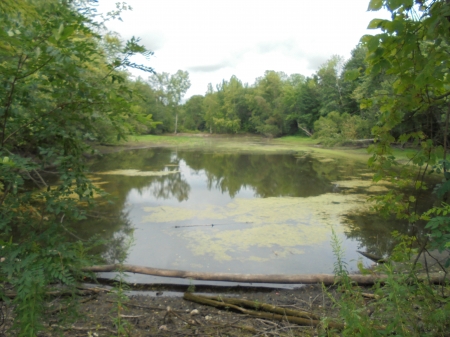 Near Lake Delta - ponds, forests, trees, water