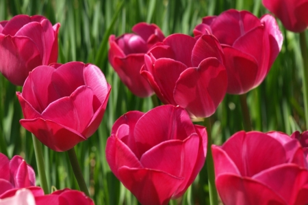 TULIPS - leaves, stems, petals, colors