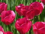 TULIPS