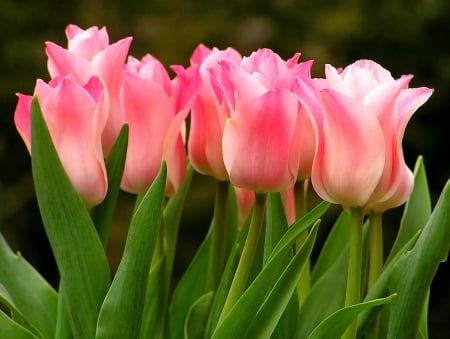 TULIPS - leaves, stems, petals, colors