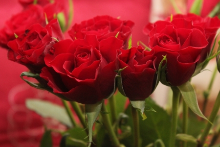 ROSES - red, leaves, stems, petals