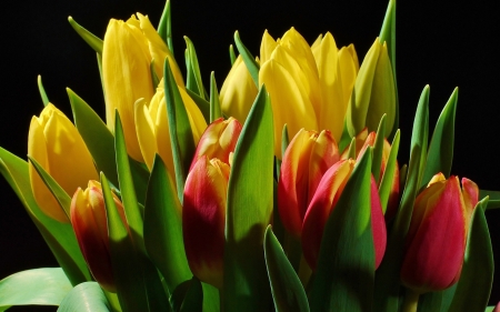 TULIPS - leaves, petals, nature, colors