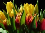 TULIPS