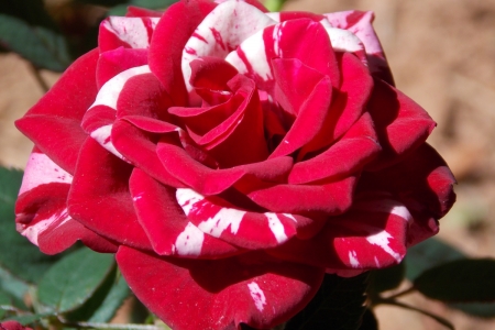 ROSE - leaves, petals, colors, stem