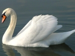 SWAN