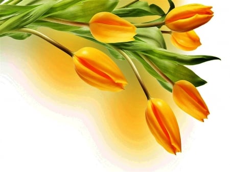 TULIPS - leaves, stems, petals, colors