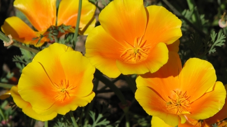 POPPIES - leaves, stems, petals, colors