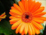 GERBERA