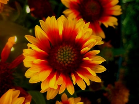 GAILLARDIA - leaves, petals, nature, colors