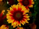 GAILLARDIA