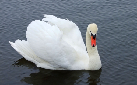 SWAN - wings, feathers, water, waves