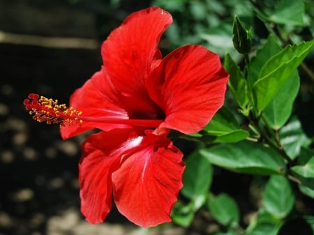 HIBISCUS - leaves, stems, petals, colors