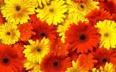 GERBERAS - daisies, orange, yellow, petals