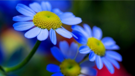 DAISIES - stems, petals, nature, colors