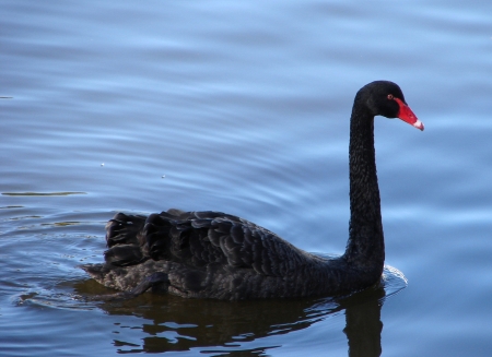 SWAN - wings, feathers, water, colors