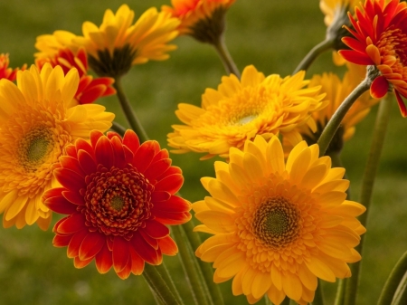 GERBERAS - leaves, stems, petals, colors