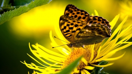 BUTTERFLY - wings, leaves, flower, petals