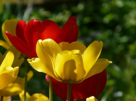 TULIPS - leaves, stems, petals, colors