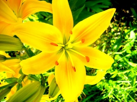 LILLIES - leaves, stems, petals, colors